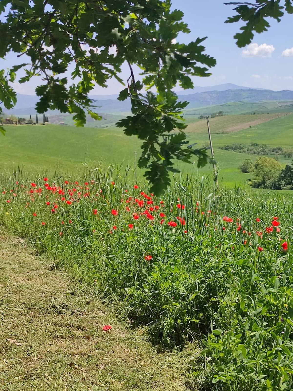 Agriturismo Il Pozzo Castiglione dʼOrcia المظهر الخارجي الصورة